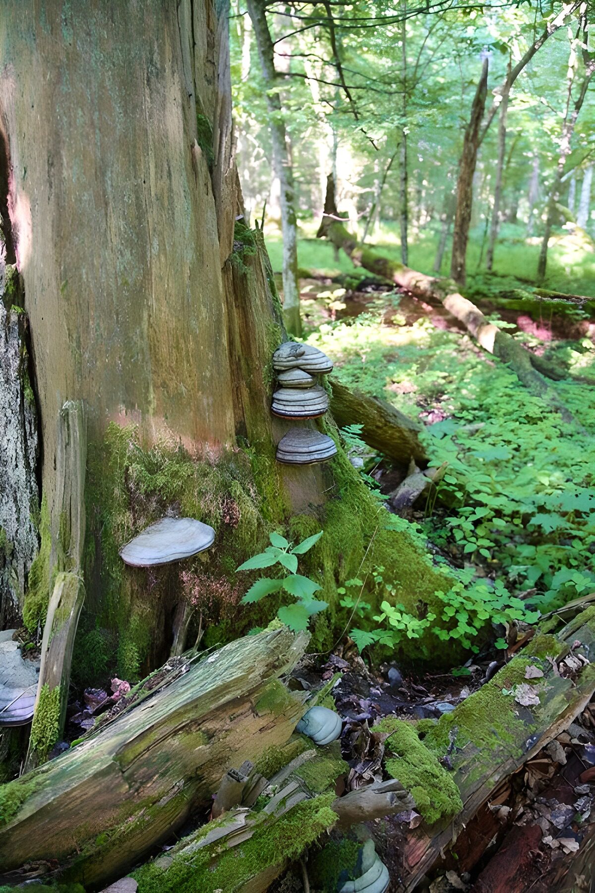 Enchanted Forest: Fungi on Ancient Tree
