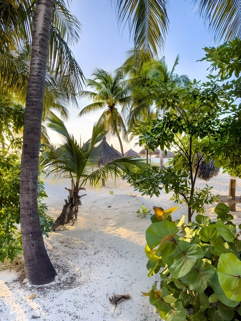 Tropical Paradise Pathway