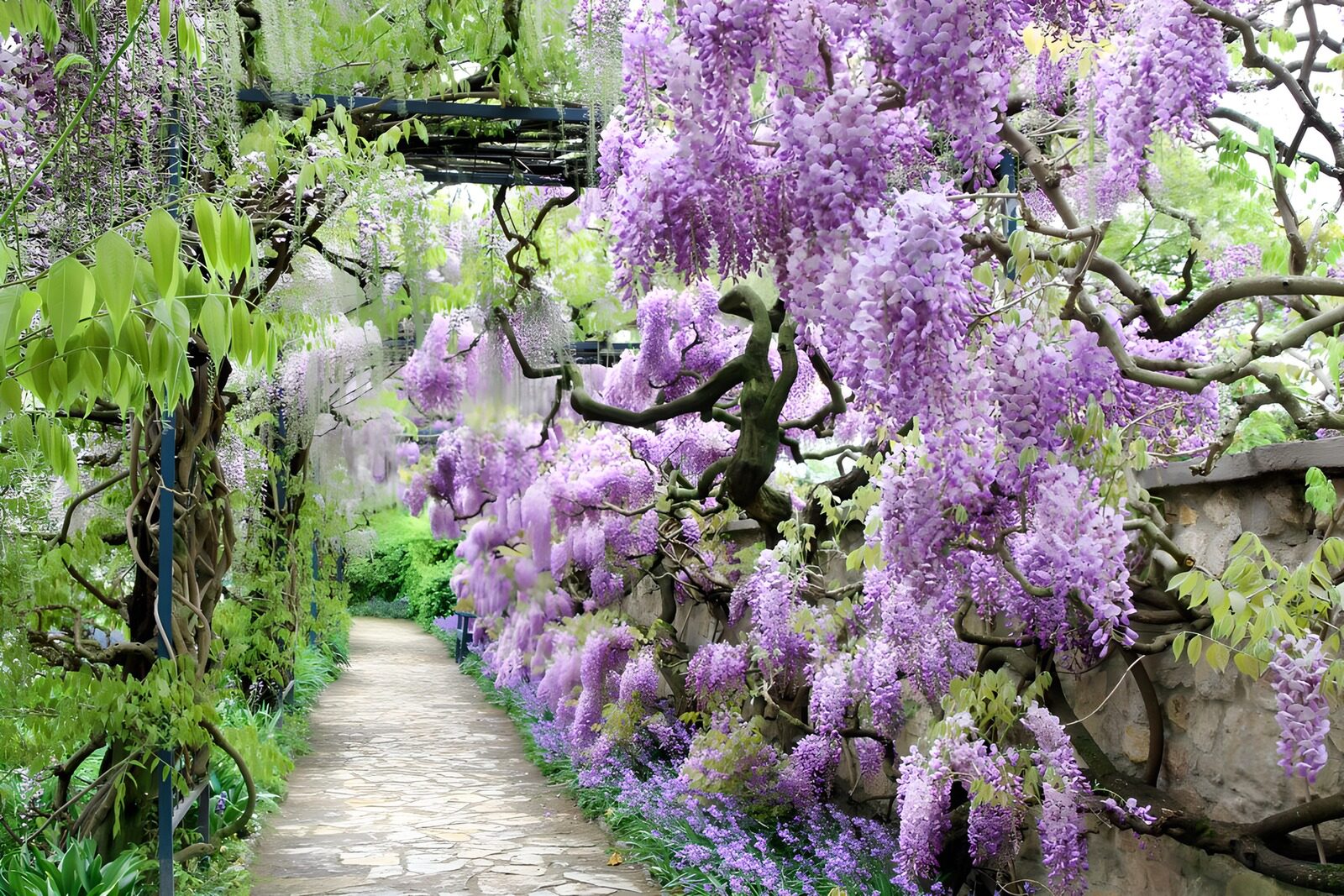 Enchanted Wisteria Walkway