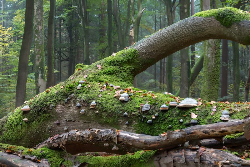 Enchanted Forest Log with Fungi