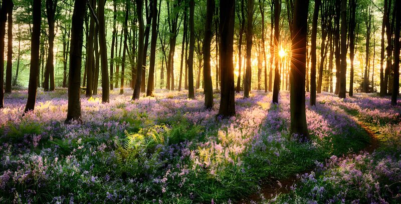 Enchanted Forest at Sunset