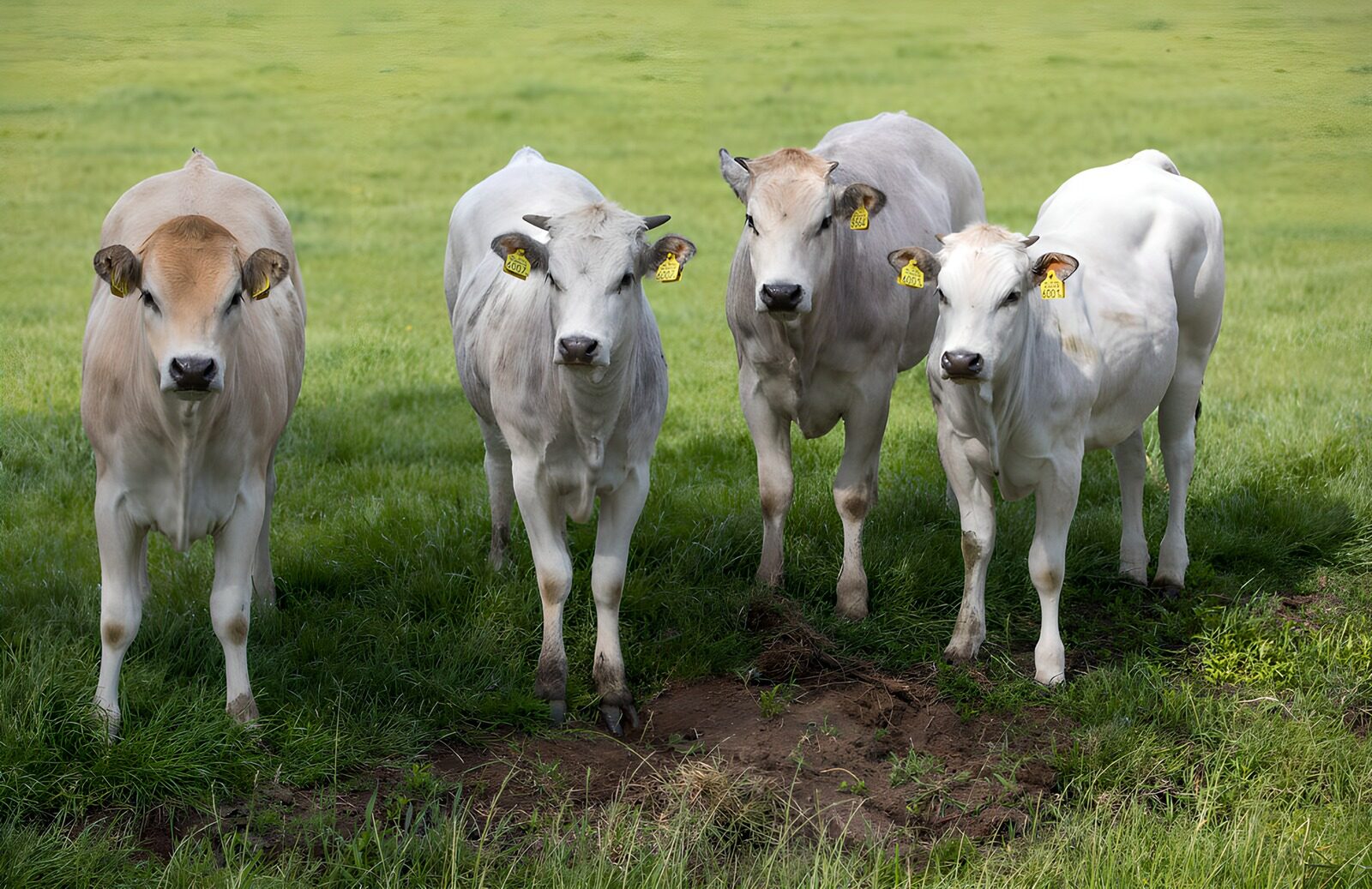 Curious Young Cows in Green Pasture