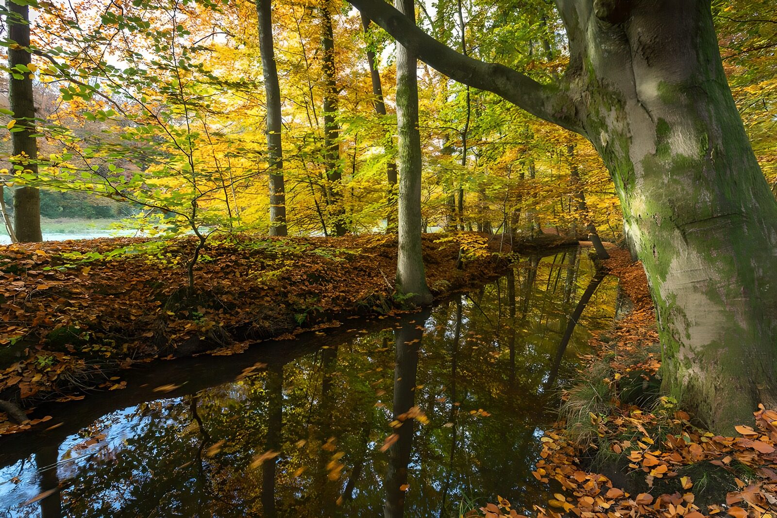 Autumn Reflections in a Tranquil Forest