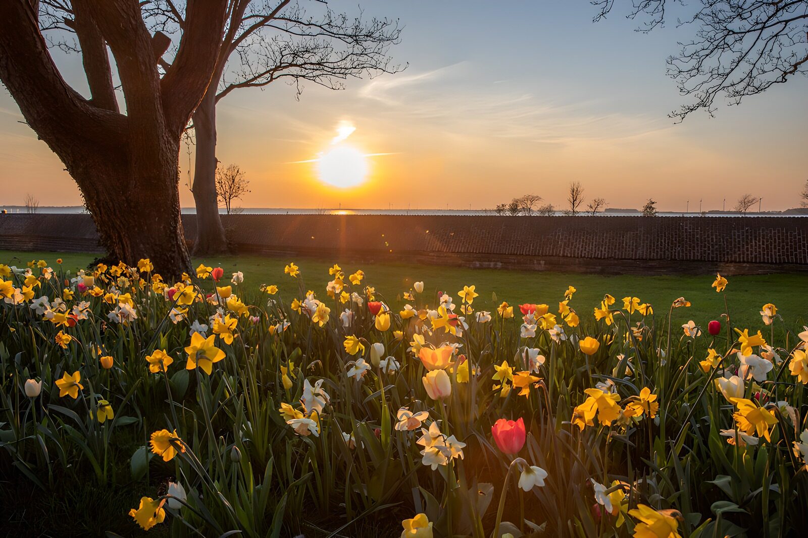 Blossoms at Sunset