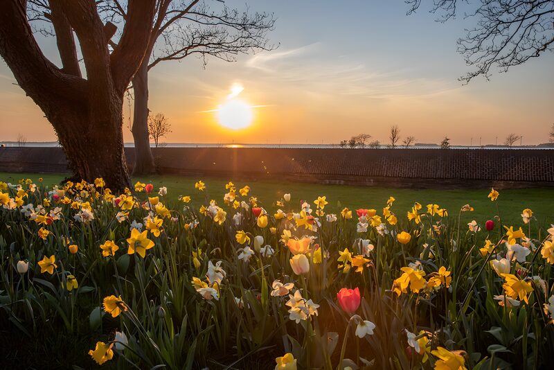 Blossoms at Sunset