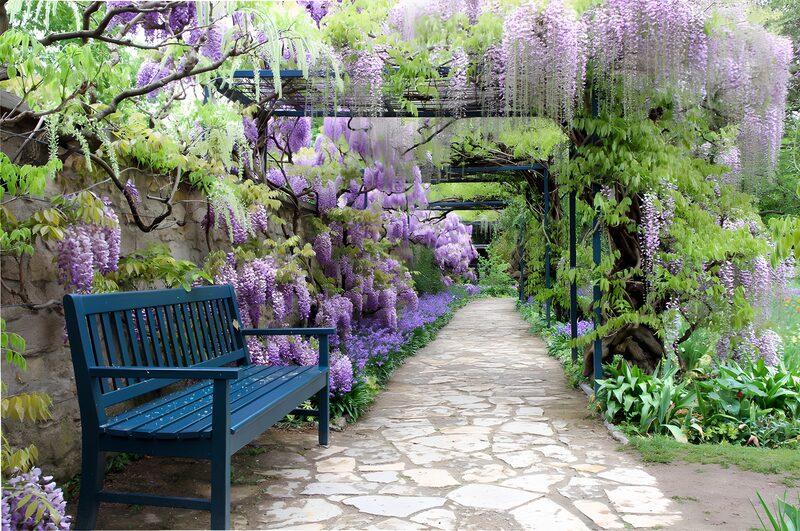 Enchanted Wisteria Pathway