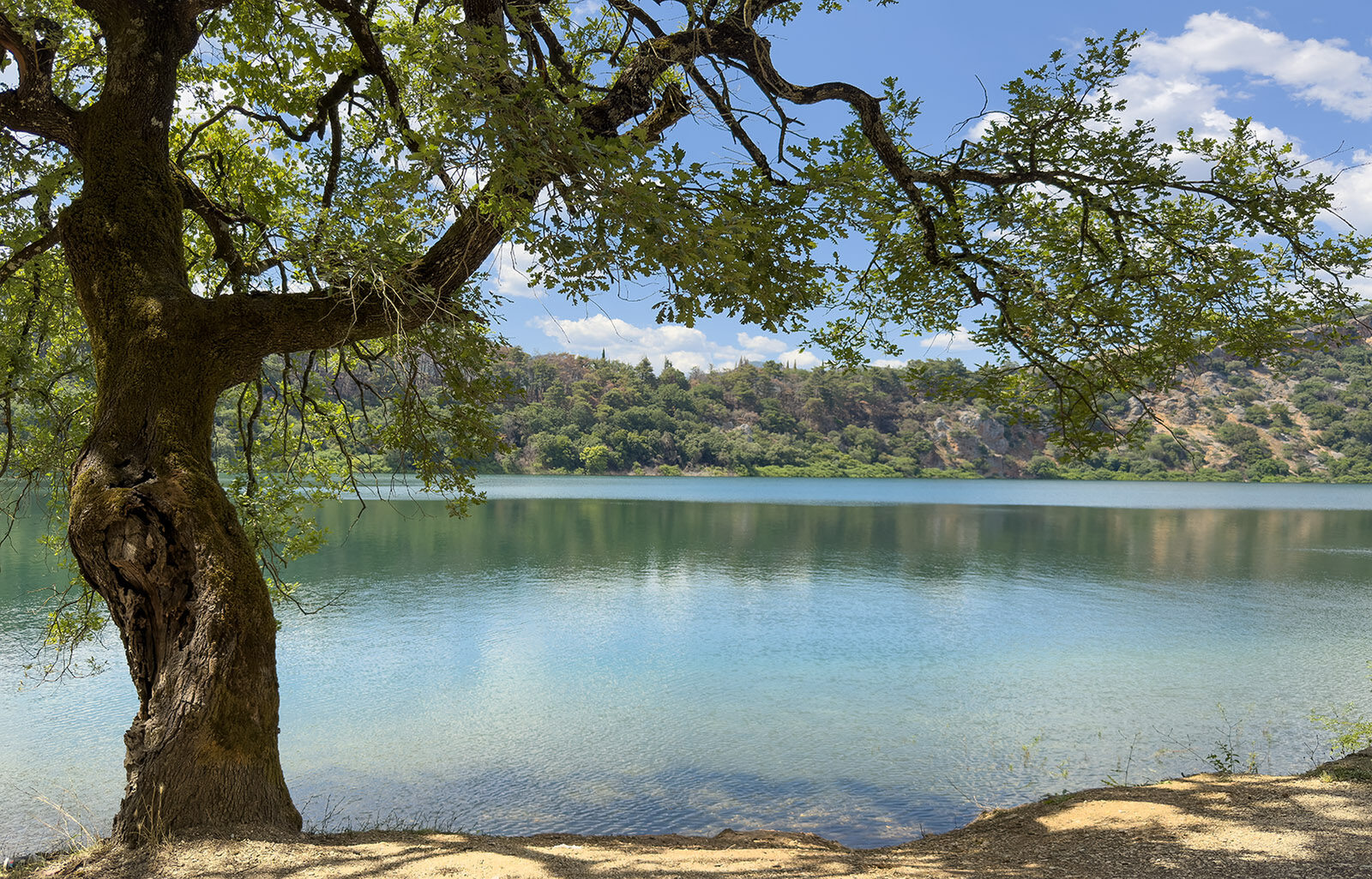 Lakeside Tree Overlooking Calm Water