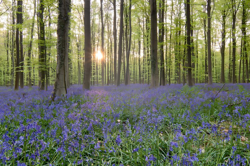 Bluebell Forest at Dusk
