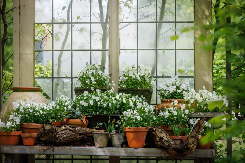 Serene Greenhouse Flower Display