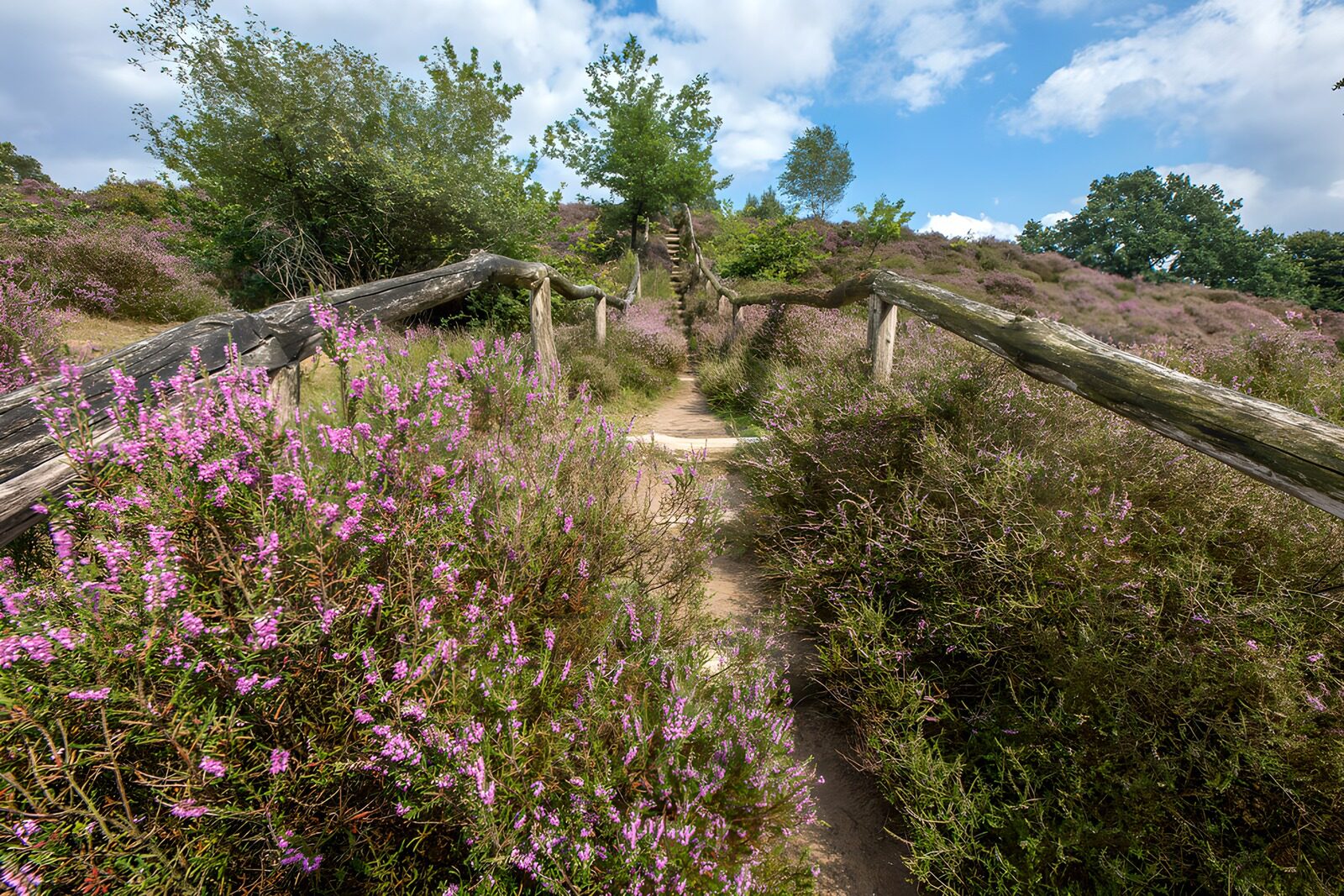 Serene Path through Blooming Heather