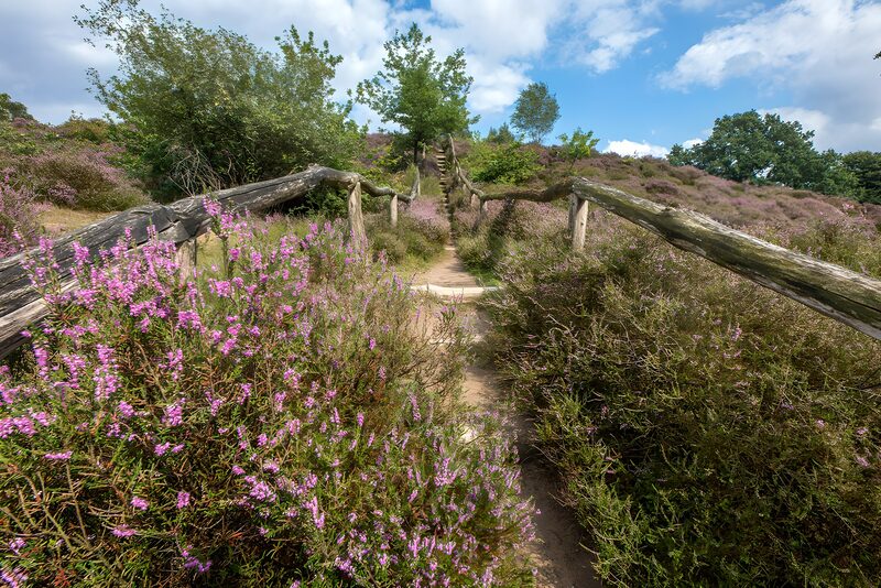 Serene Path through Blooming Heather