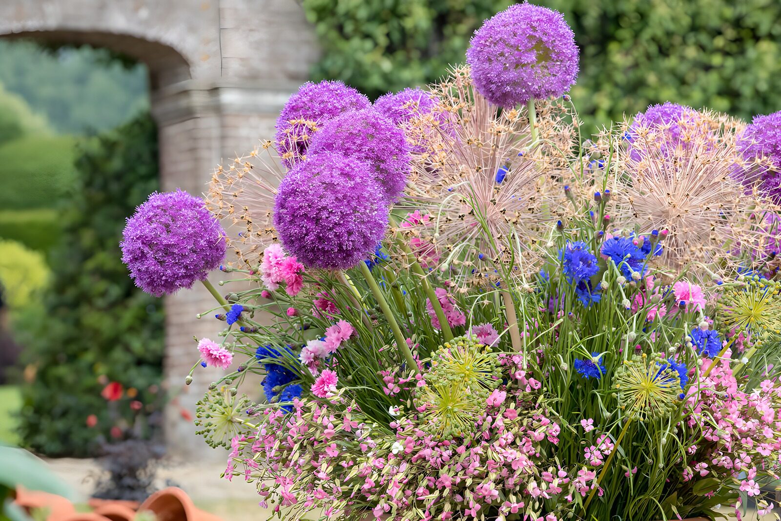 Vibrant Floral Display in Bloom