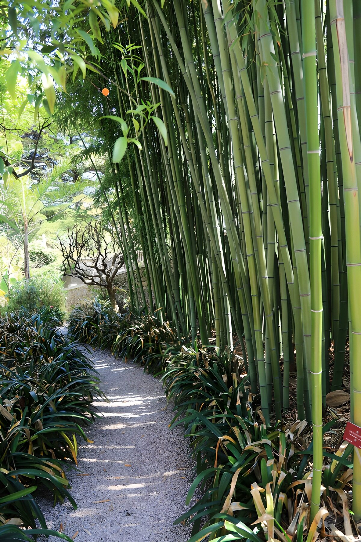 Tranquil Bamboo Pathway in Nature
