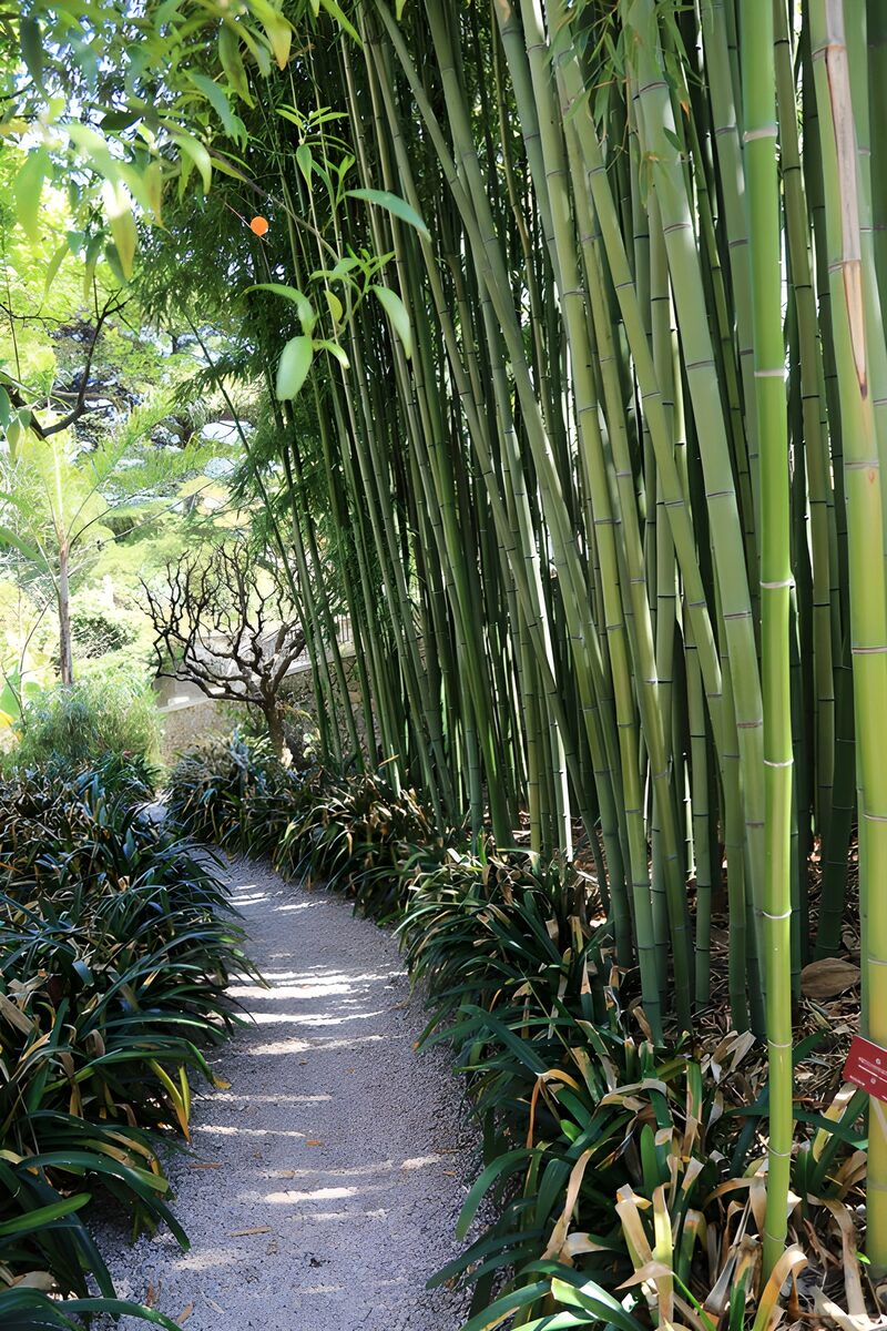 Tranquil Bamboo Pathway in Nature