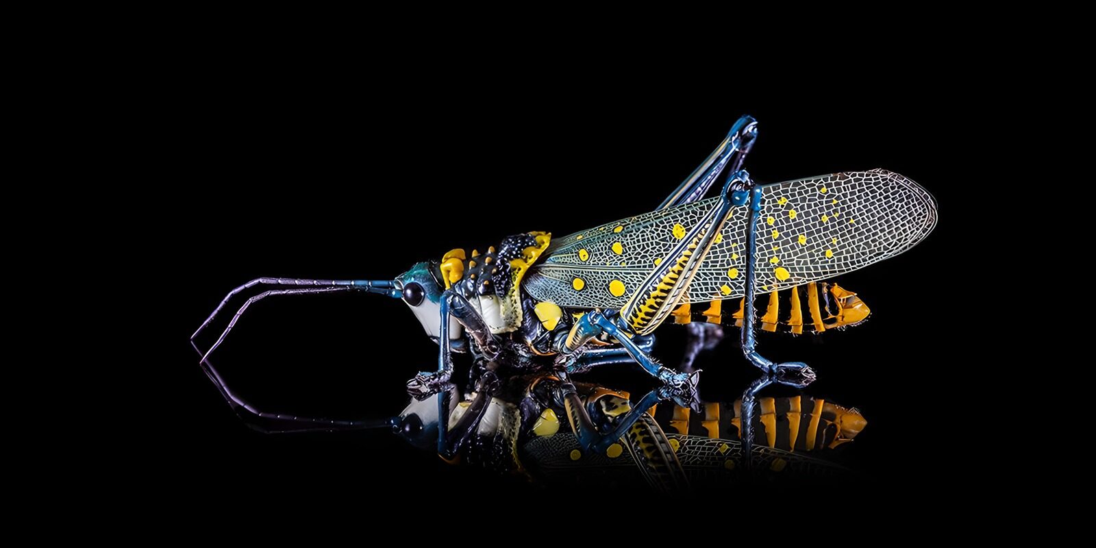 Vibrant Grasshopper on Reflective Surface