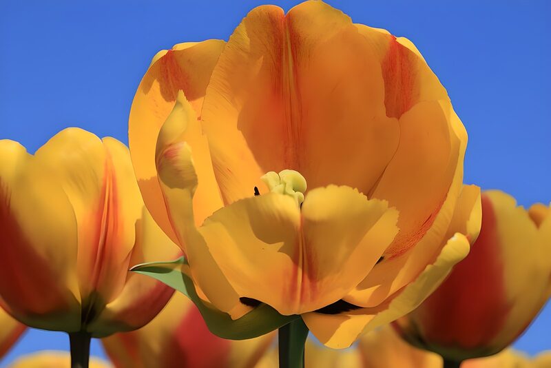 Vibrant Yellow Tulips Against a Blue Sky