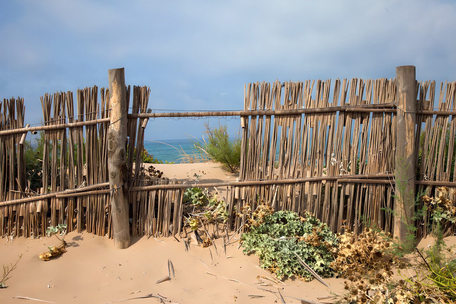 Coastal Fence and Dunes