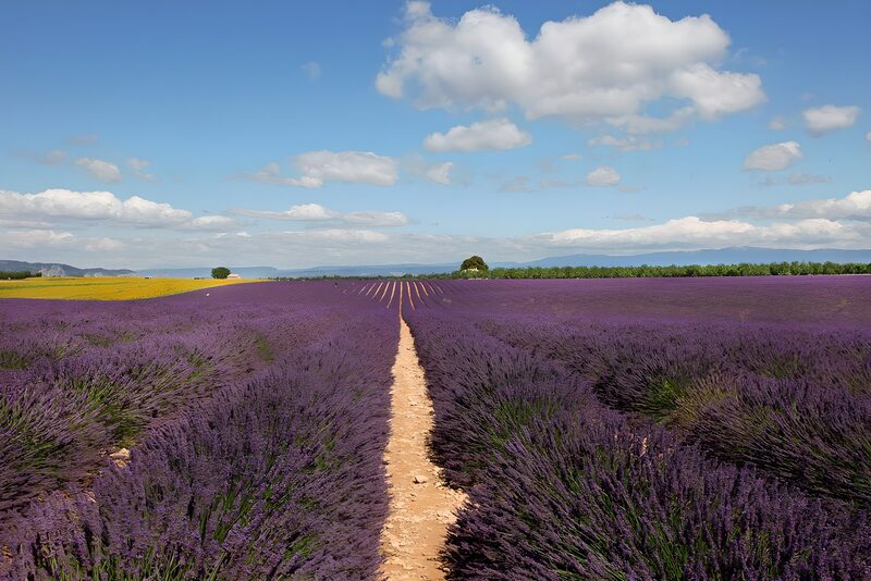 Lavender Fields Under Blue Skies