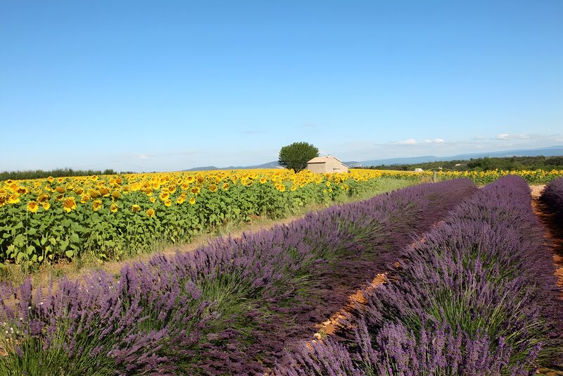 Vibrant Sunflower and Lavender Fields