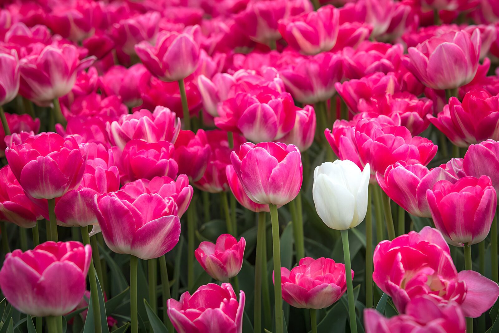 Unique Tulip Among Pink Blooms