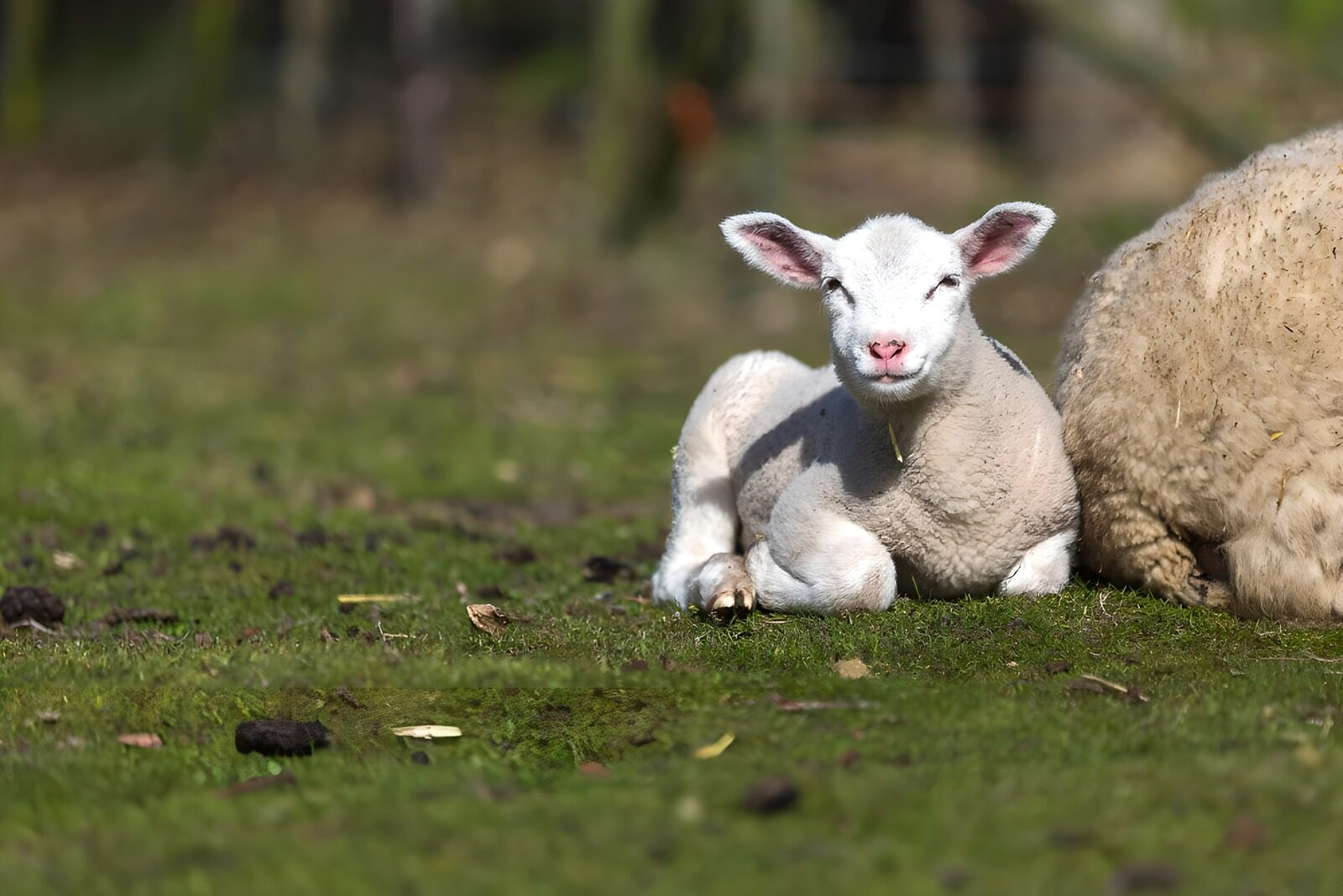 Playful Lamb Enjoying the Sun