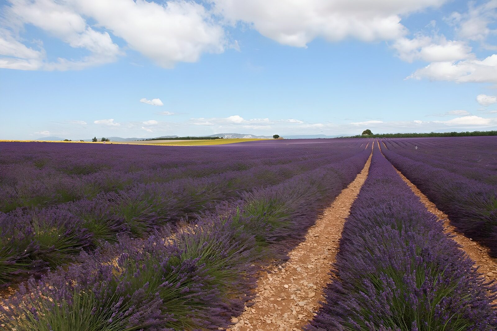 Lavender Fields Under the Sky