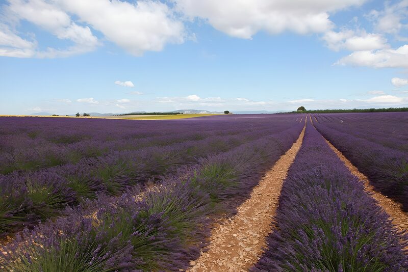Lavender Fields Under the Sky