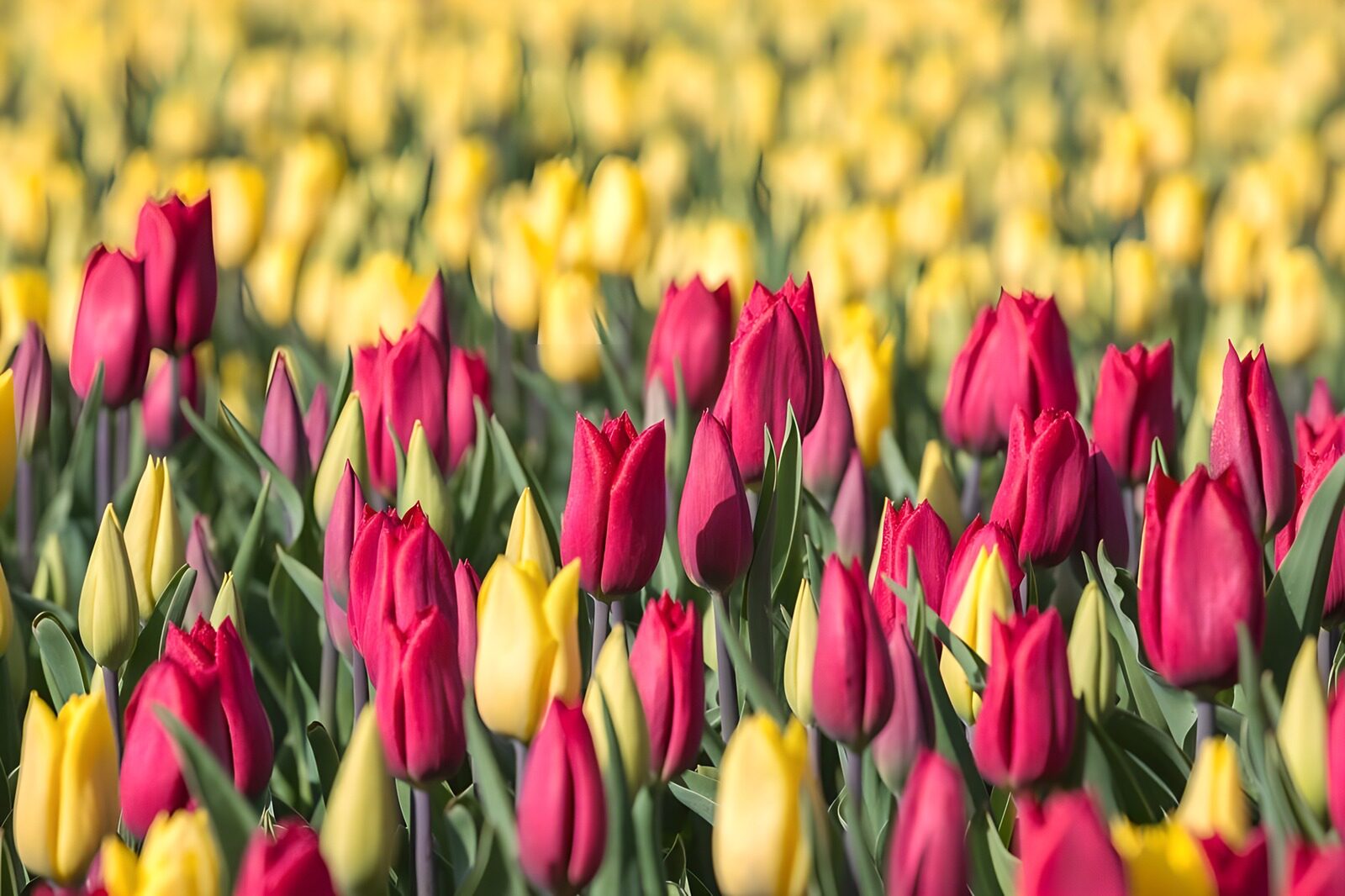 Vibrant Tulip Field in Spring