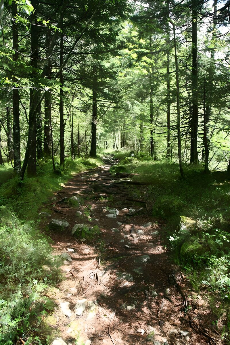 Tranquil Forest Pathway
