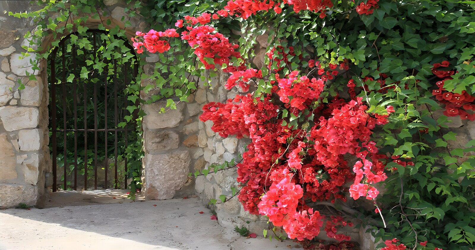 Vibrant Bougainvillea by the Gate