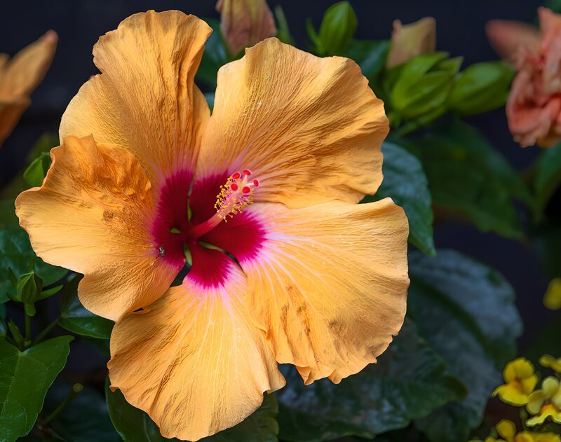 Orange Hibiscus with Pink Center