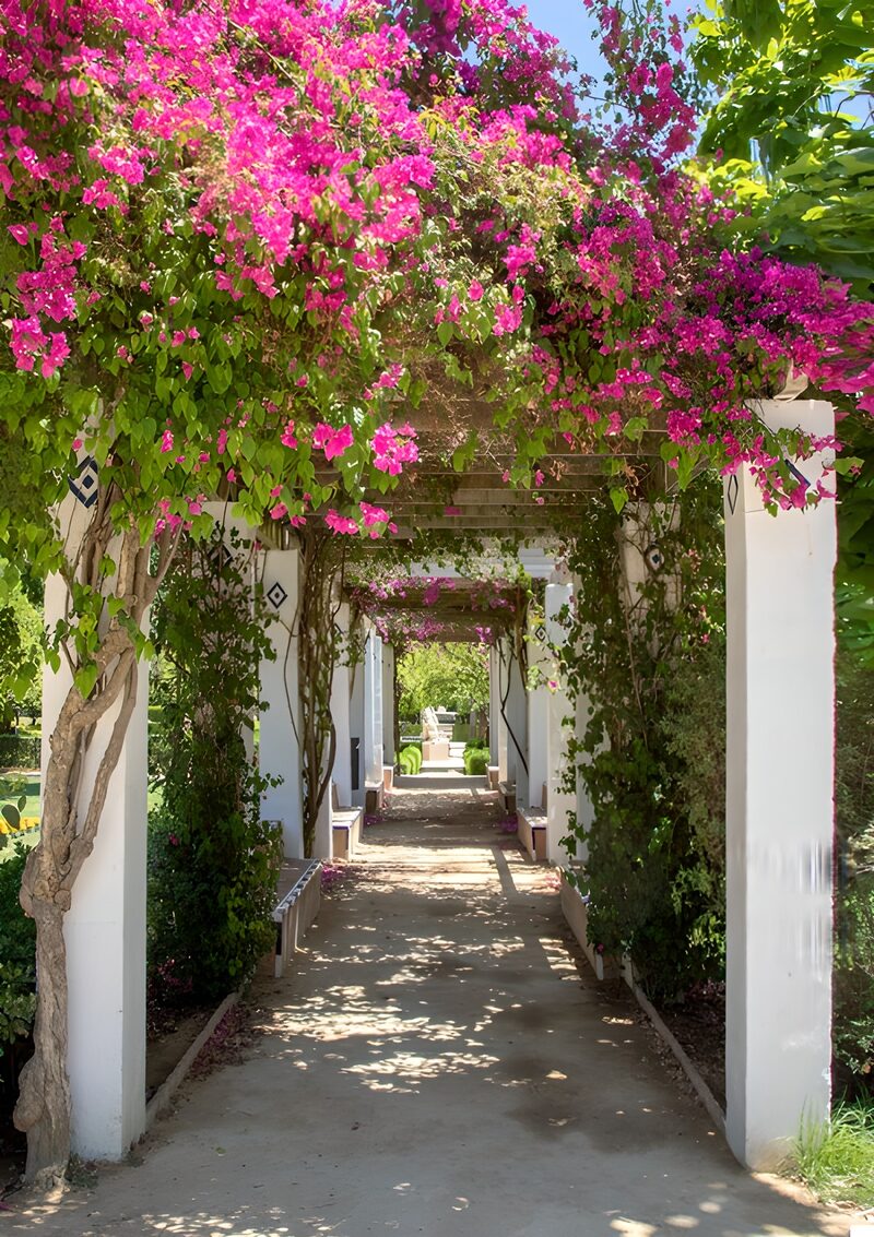 Blossoming Archway of Bougainvillea
