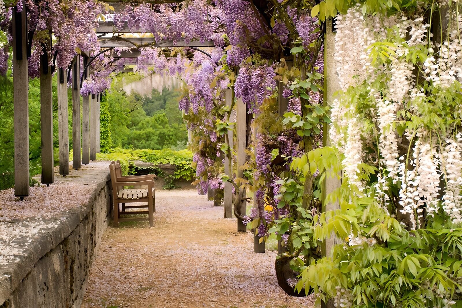 Serene Wisteria Pathway