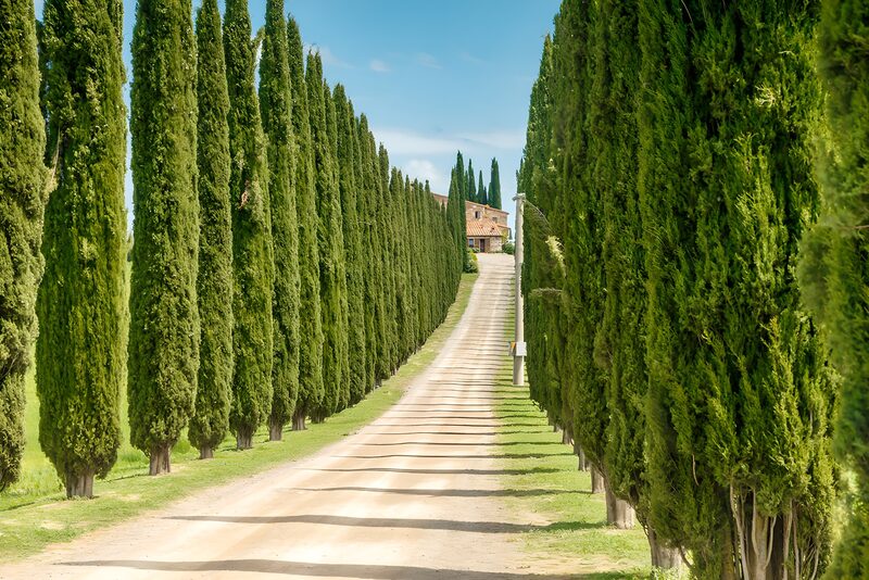Cypress Avenue Leading to a Charming House