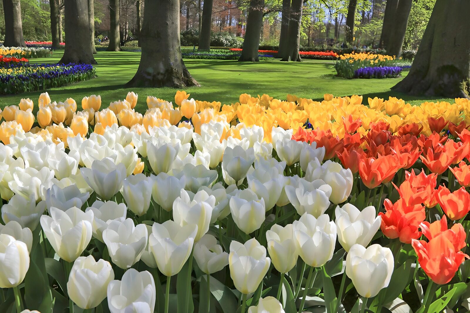 Vibrant Tulip Fields in Springtime