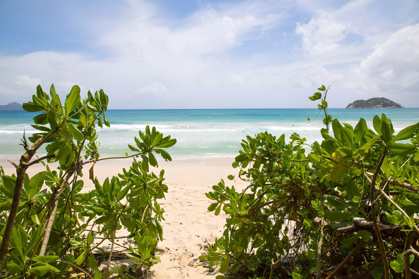 Serene Beach View Framed by Greenery