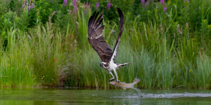 Osprey's Majestic Catch in Midair