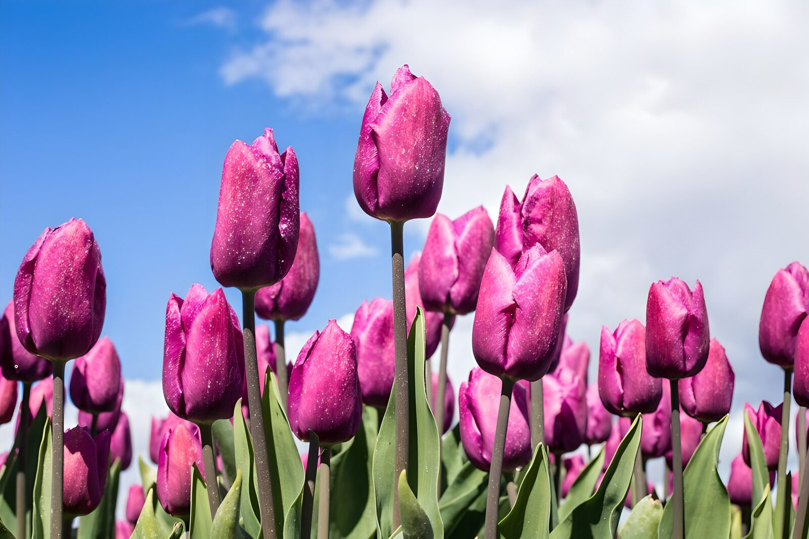 Vibrant Purple Tulips Under Blue Sky