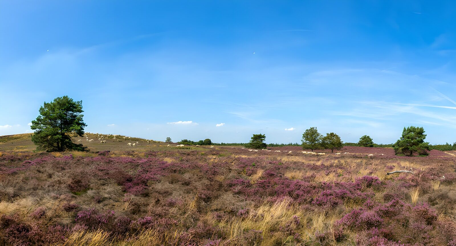 Vibrant Heather Fields Under Blue Skies