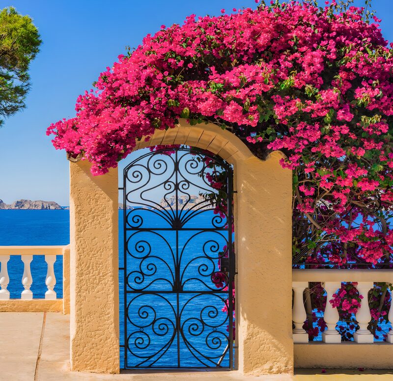 Vibrant Floral Gateway to the Sea