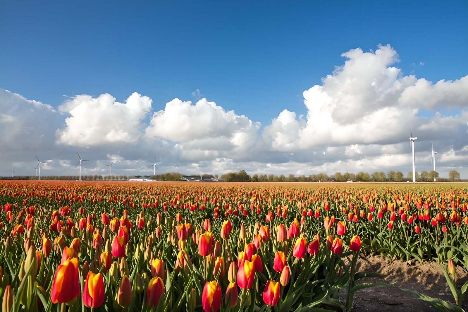 Vibrant Tulip Fields Under Blue Skies