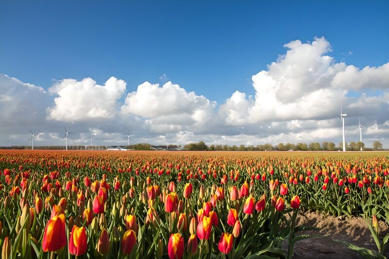 Vibrant Tulip Fields Under Blue Skies