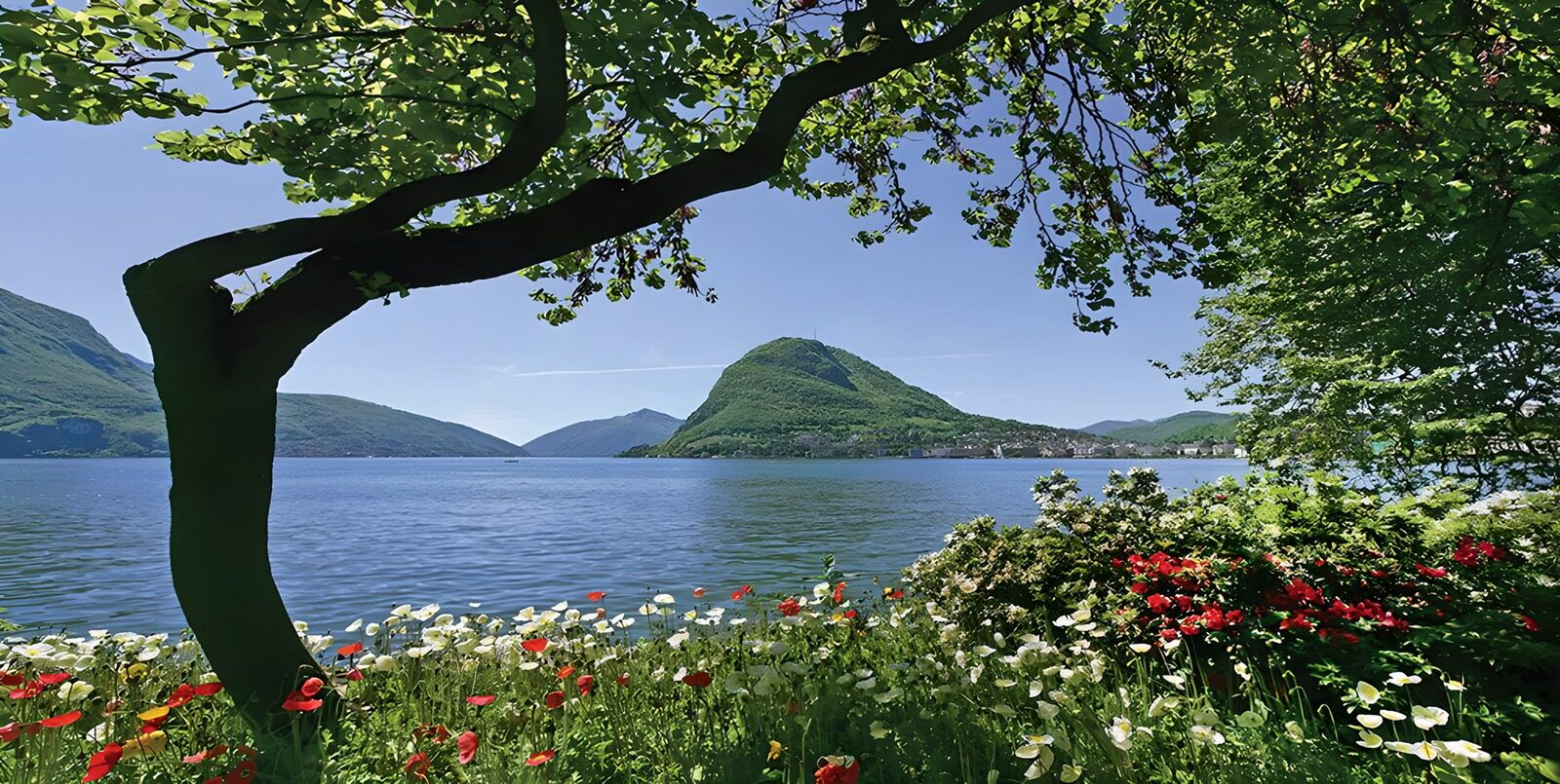 Serene Lakeside View with Blossoming Flora