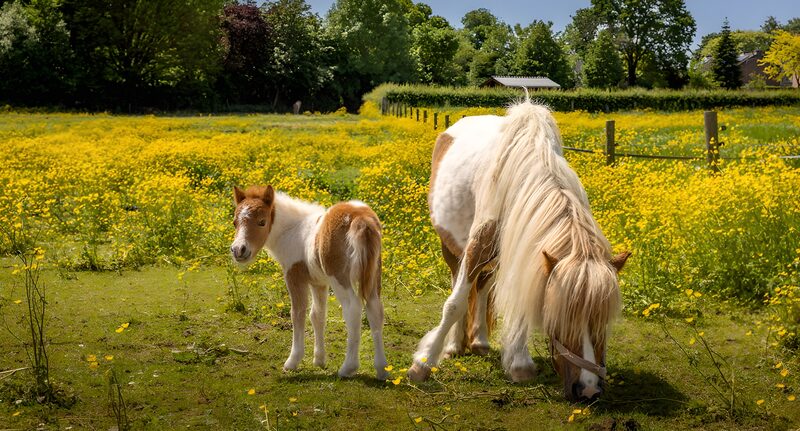 Pony and Foal in Spring Meadow