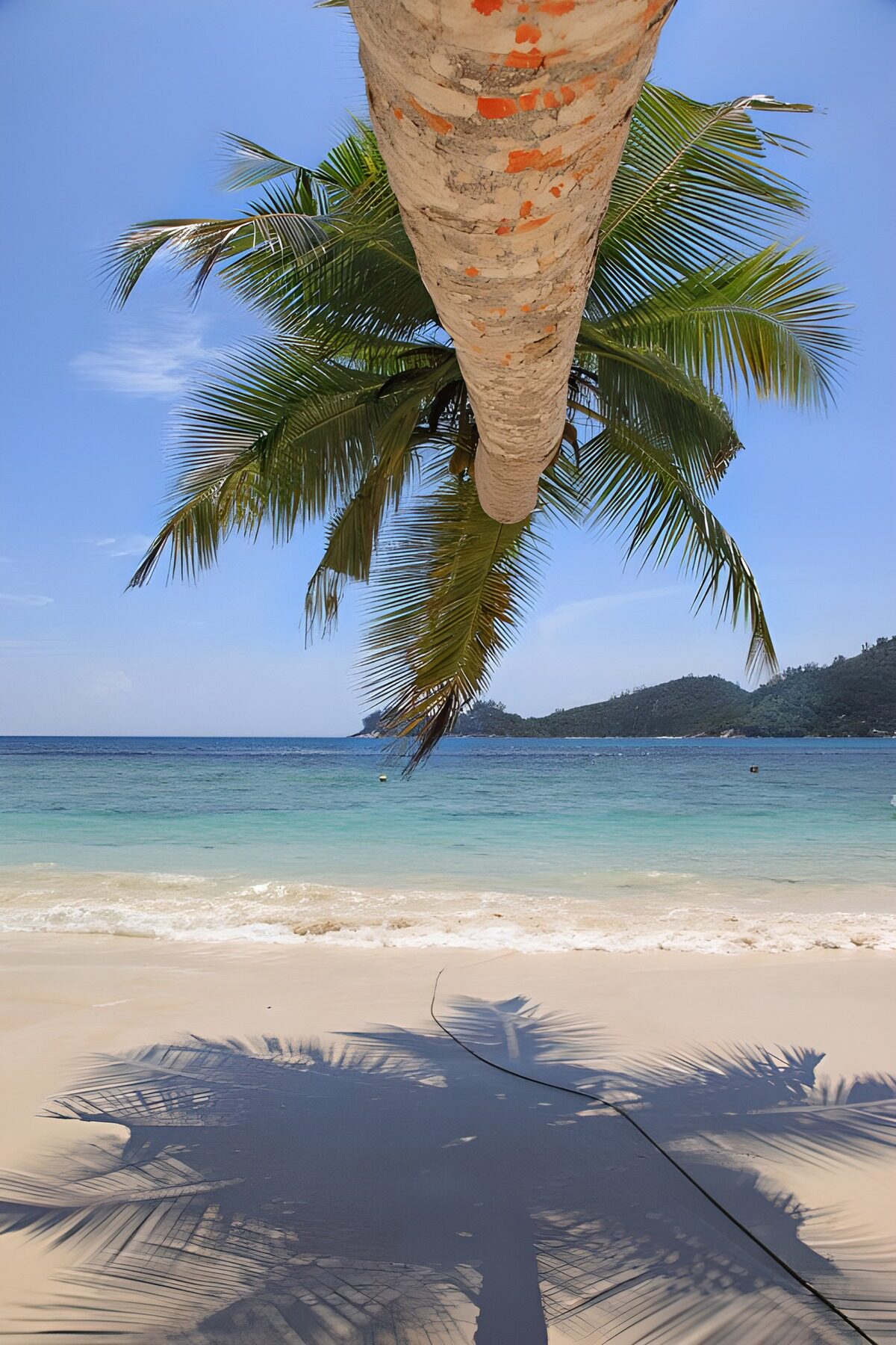 : Tranquil Beach and Palm Tree View