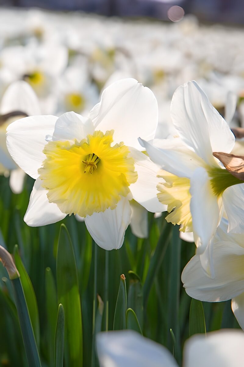 Fields of Daffodils in Bloom