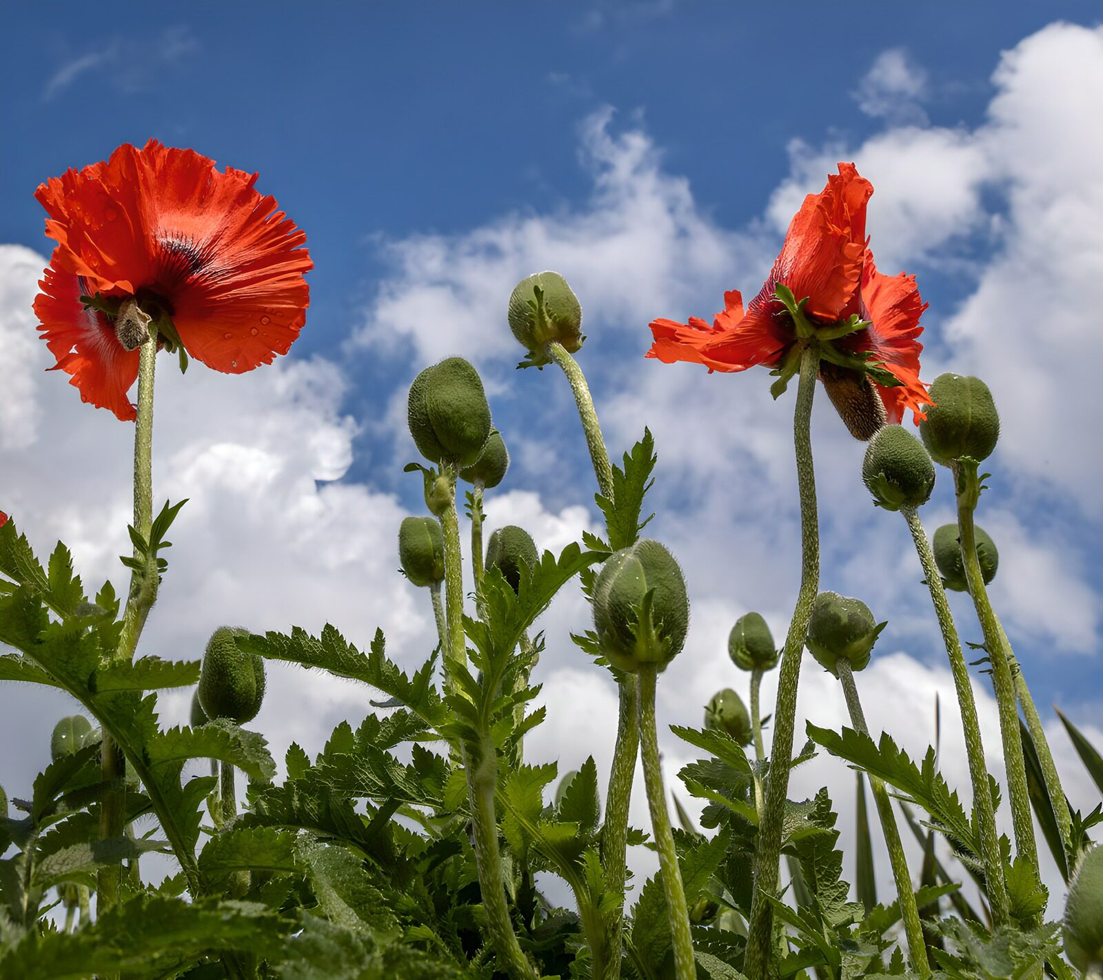 Vibrant Poppies Against a Blue Sky