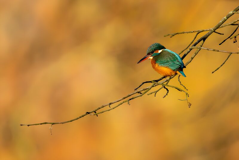 Vibrant Kingfisher on a Branch
