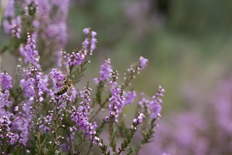 Buzzing Around Lavender Blooms