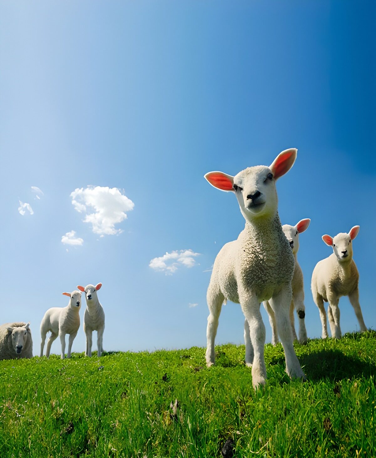 Playful Lambs on a Sunny Meadow